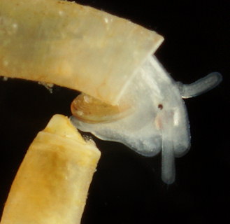 Caecum clarkii