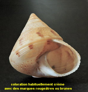 Calliostoma granulatum