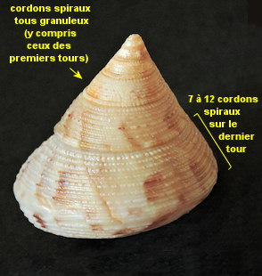 Calliostoma granulatum