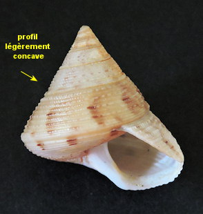 Calliostoma granulatum