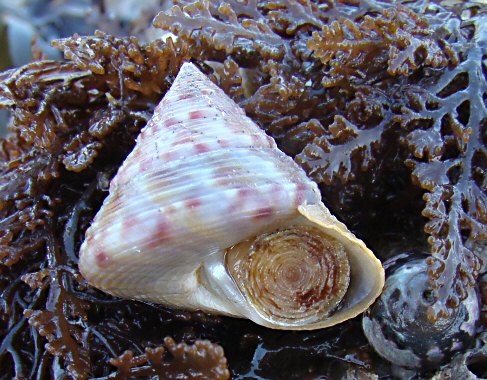 Calliostoma zizyphinum