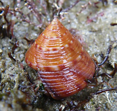 Calliostoma zizyphinum