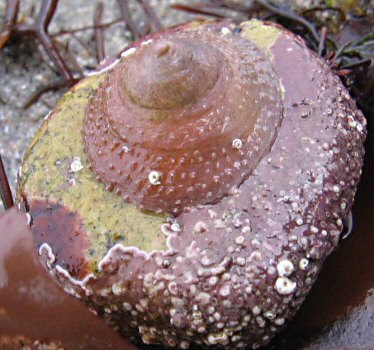 Calyptraea chinensis