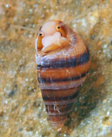 Cingula trifasciata