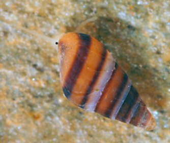 Cingula trifasciata