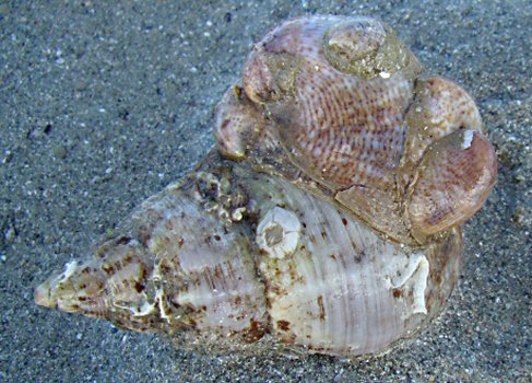 Crepidula fornicata