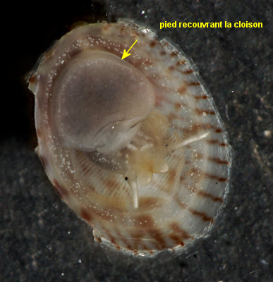 Crepidula fornicata