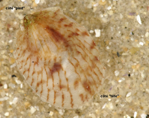 Crepidula fornicata