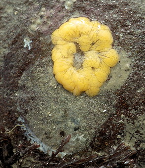 Crepidula fornicata (ponte)