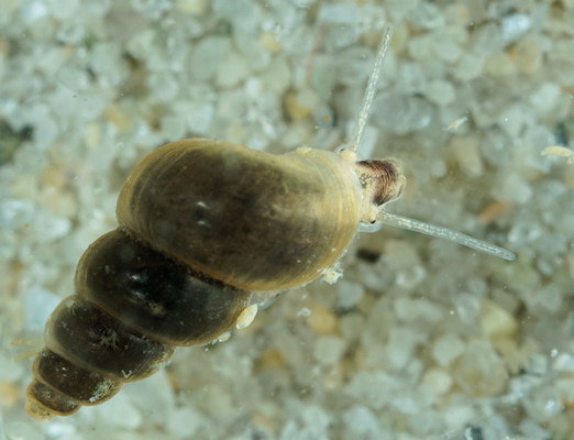 Ecrobia ventrosa