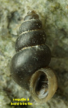 Ecrobia ventrosa