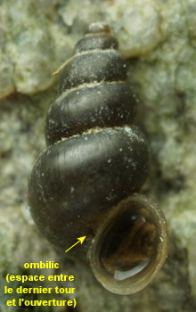 Ecrobia ventrosa