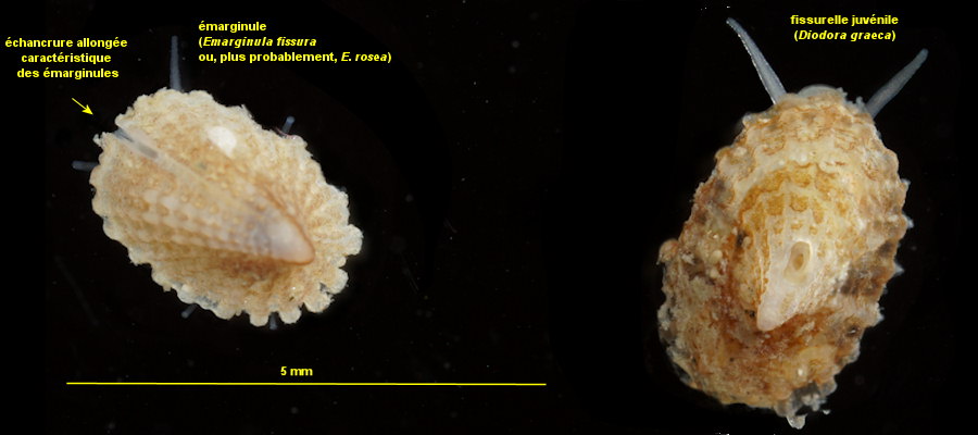 marginule et fissurelle juvnile