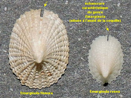 Emarginula fissura-Emarginula rosea