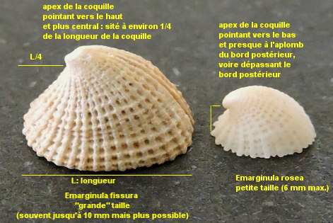 Emarginula fissura-Emarginula rosea