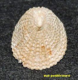 Emarginula fissura