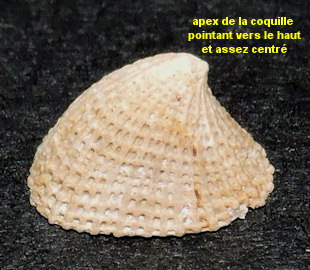 Emarginula fissura