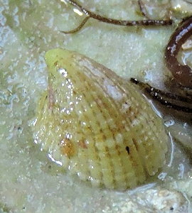 Emarginula rosea