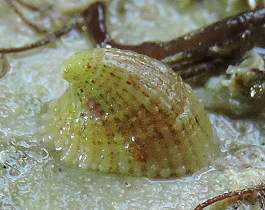 Emarginula rosea