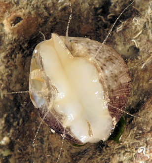 Steromphala albida