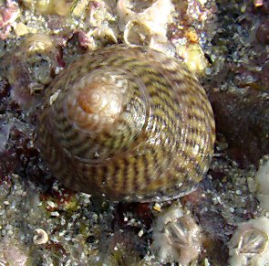 Steromphala cineraria