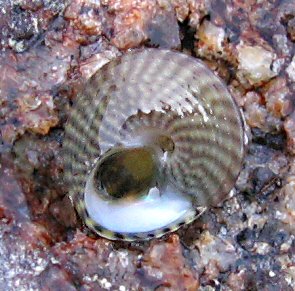 Steromphala cineraria