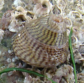 Steromphala cineraria