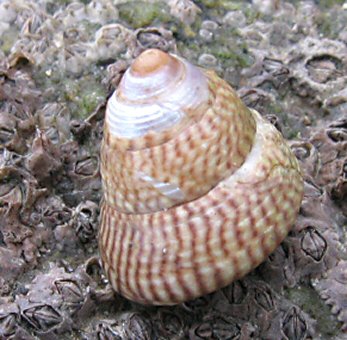 Steromphala cineraria