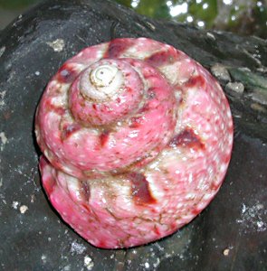 Gibbula magus