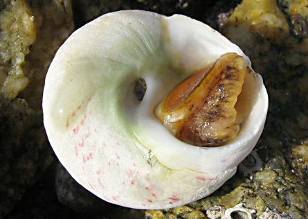 Gibbula magus