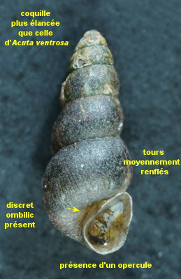 Hydrobia acuta neglecta