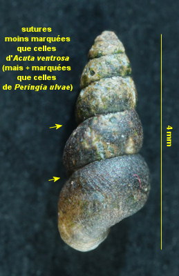 Hydrobia acuta neglecta