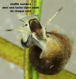 Hydrobia acuta neglecta