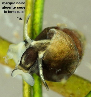 Hydrobia acuta neglecta