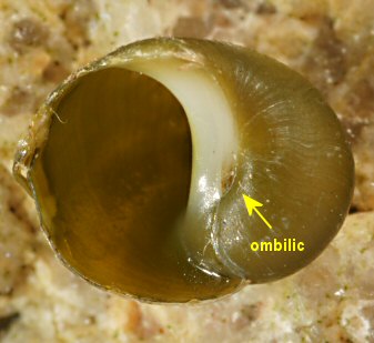 Lacuna pallidula