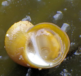 Lacuna pallidula