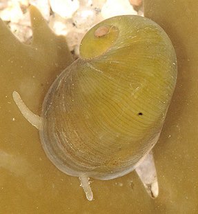 Lacuna pallidula