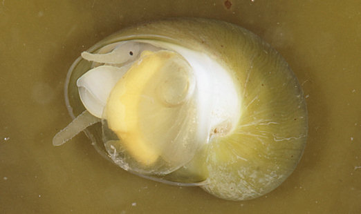 Lacuna pallidula