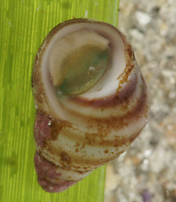 Lacuna vincta