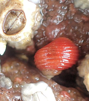 Littorina saxatilis ou L. arcana