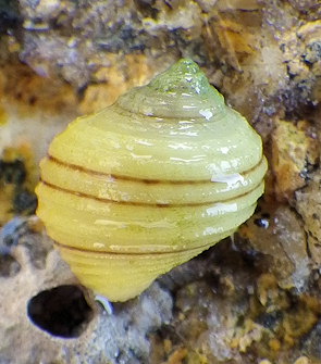 Littorina saxatilis ou L. arcana