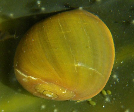 Littorina obtusata