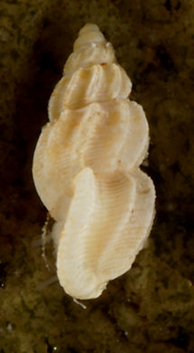 Manzonia crassa