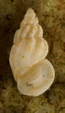 Manzonia crassa