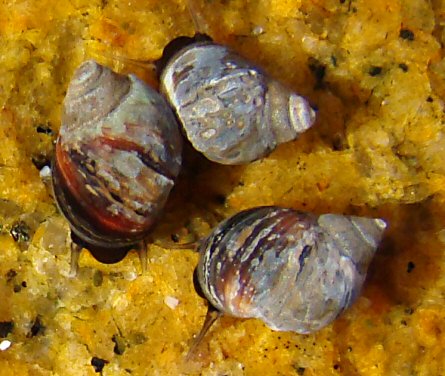 Melarhaphe neritoides