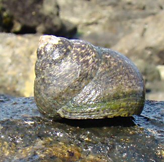 Phorcus lineatus