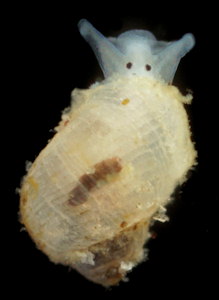 Noemiamea dolioliformis