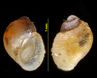 Noemiamea dolioliformis