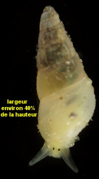 Odostomia plicata