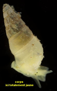 Odostomia plicata